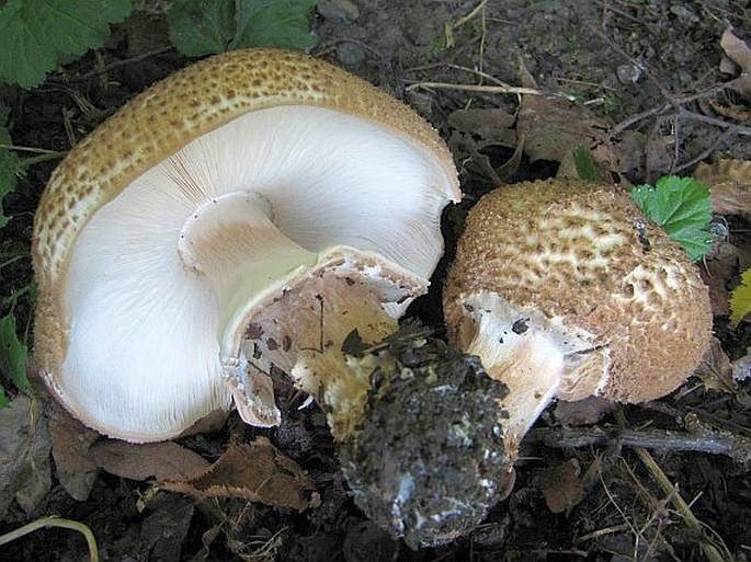 Lepiota aspera