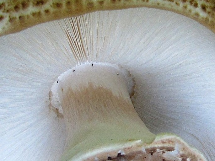 Lepiota aspera