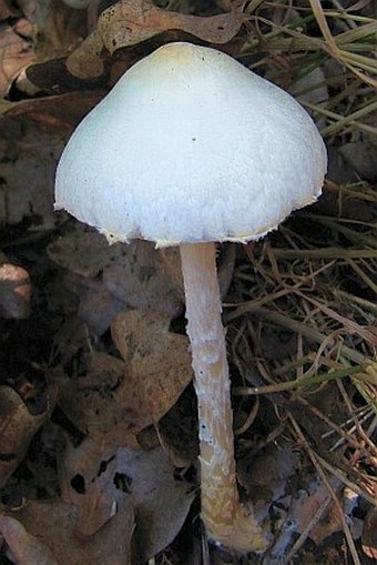 Lepiota erminea