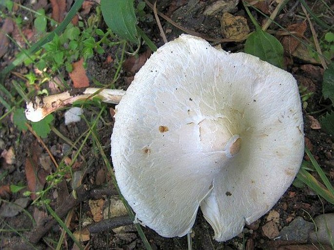 LEPIOTA ERMINEA (Fr.) Gillet - bedla bílá / bedlička reďkovková