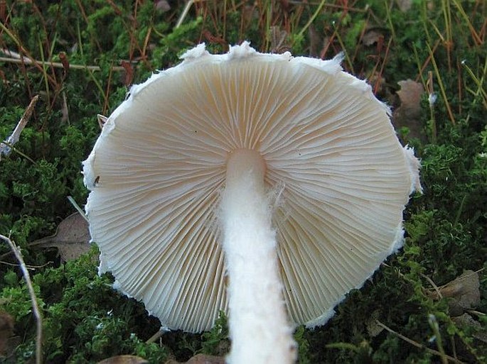 Lepiota erminea