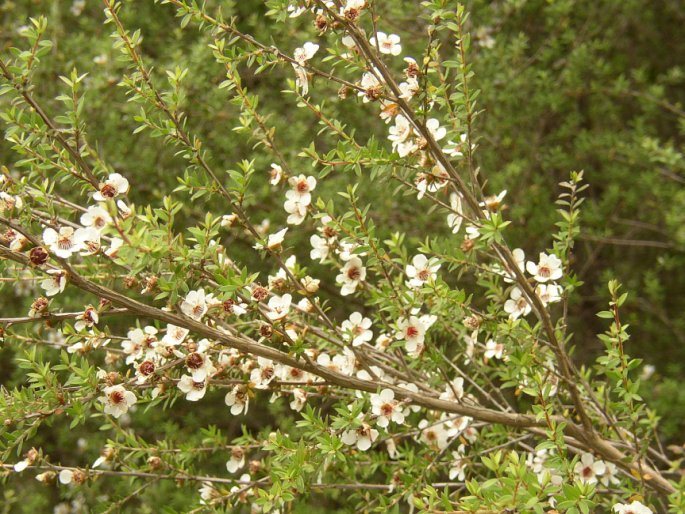 Leptospermum scoparium