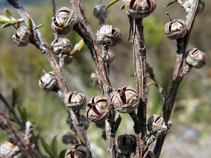 Leptospermum scoparium