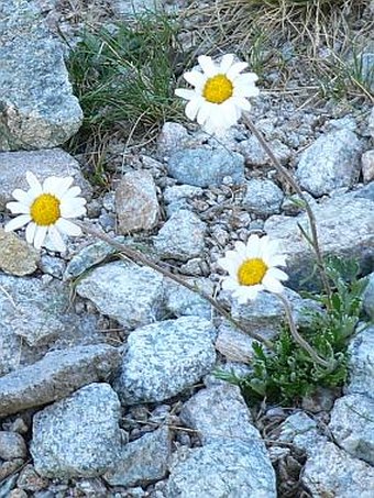 Leucanthemopsis alpina tatrae