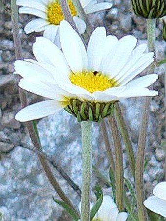 Leucanthemopsis alpina tatrae