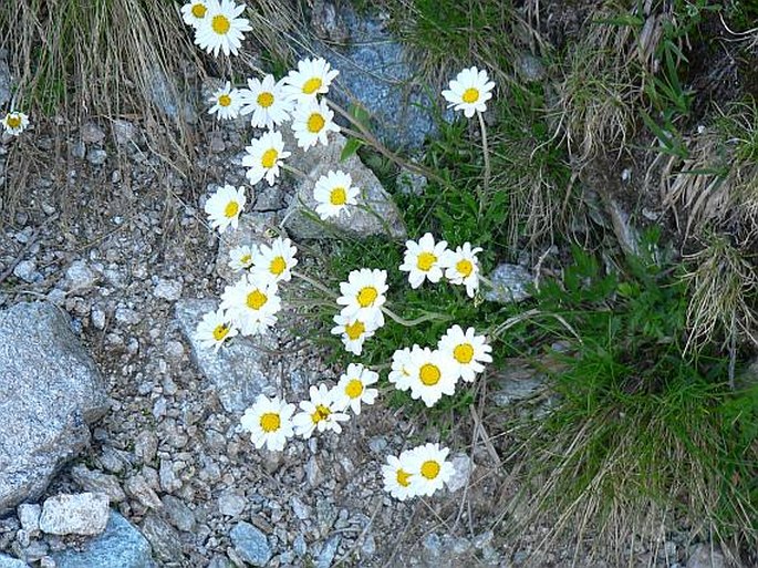 Leucanthemopsis alpina tatrae