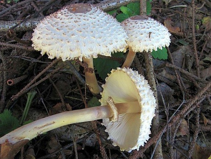 LEUCOAGARICUS NYMPHARUM (Kalchbr.) Bon - bedla dívčí / bedľa hustošupinatá