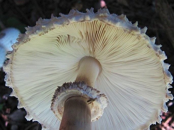 Leucoagaricus nympharum