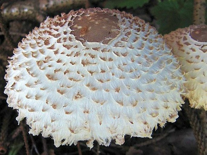 Leucoagaricus nympharum