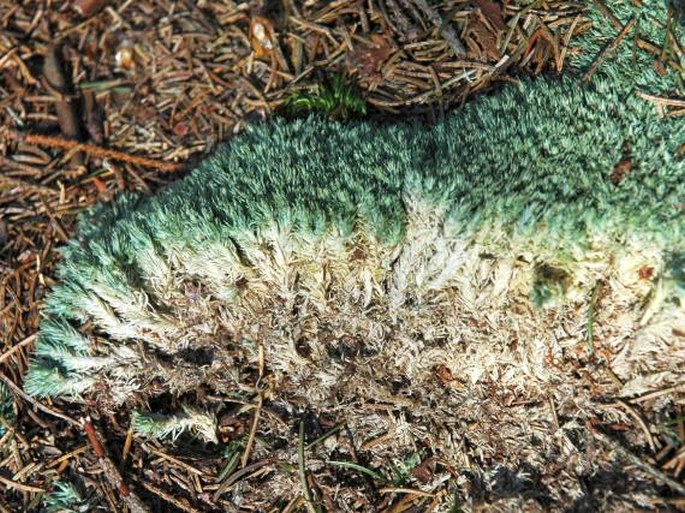 Leucobryum glaucum