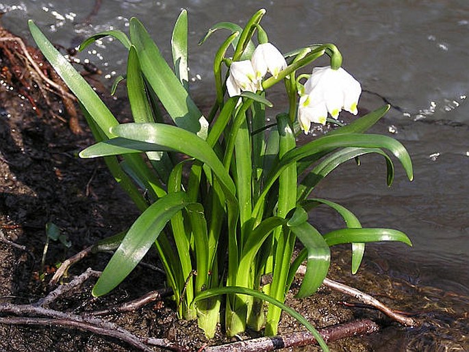 Leucojum vernum carpaticum