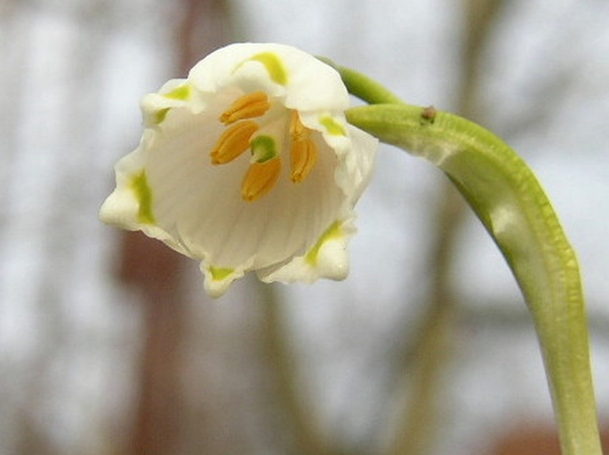 LEUCOJUM VERNUM L. – bledule jarní / bleduľa jarná