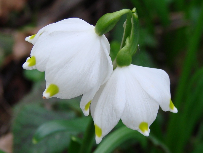 Leucojum vernum