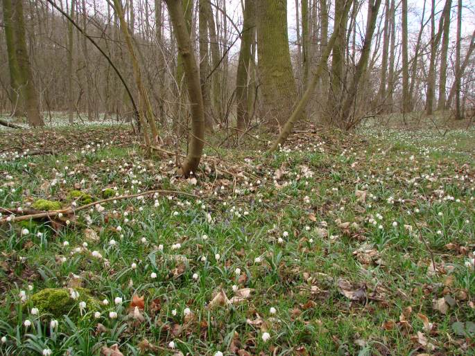 Leucojum vernum