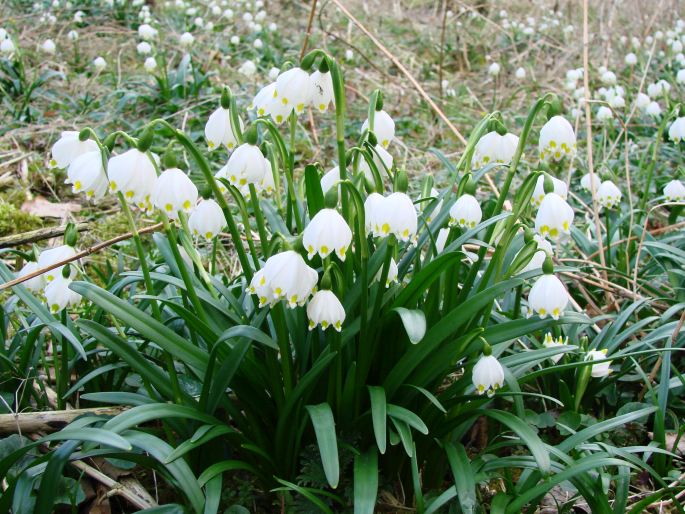 Leucojum vernum