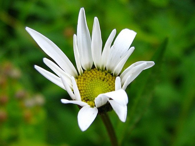 LEUCANTHEMUM WALDSTEINII (Schultz-Bip.) Pouzar – kopretina okrouhlolistá / margaréta okrúhlolistá