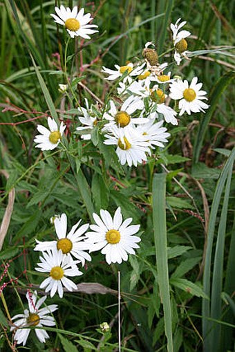 Leucanthemella serotina