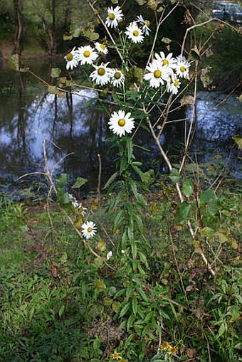 Leucanthemella serotina