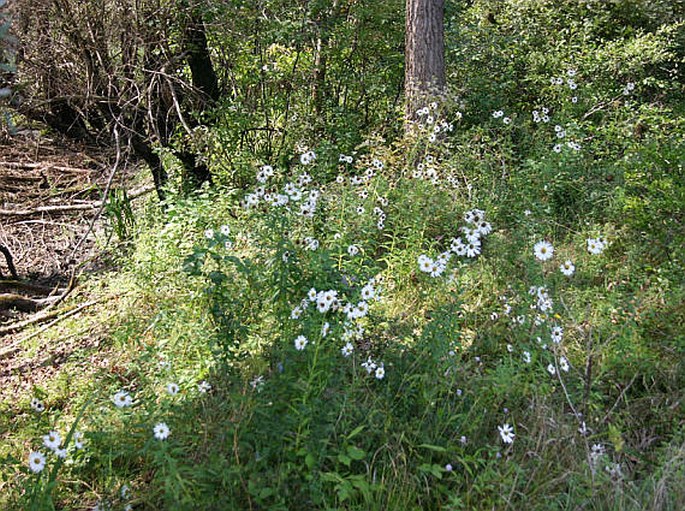 Leucanthemella serotina