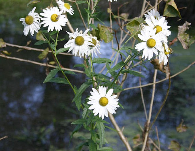 Leucanthemella serotina