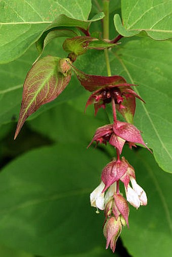 Leycesteria formosa