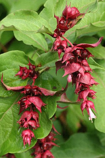 Leycesteria formosa