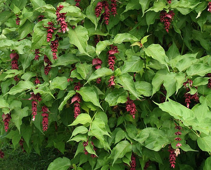 Leycesteria formosa