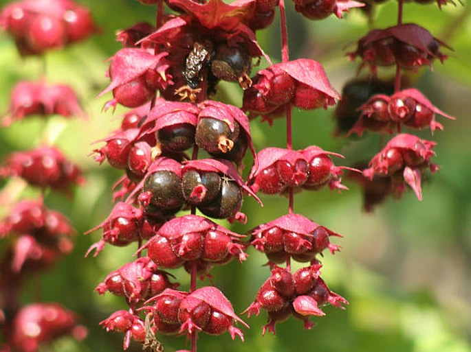 Leycesteria formosa