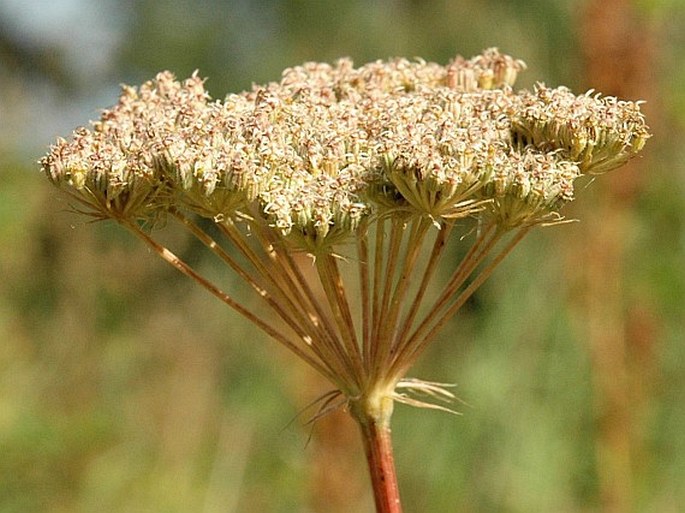 Libanotis pyrenaica