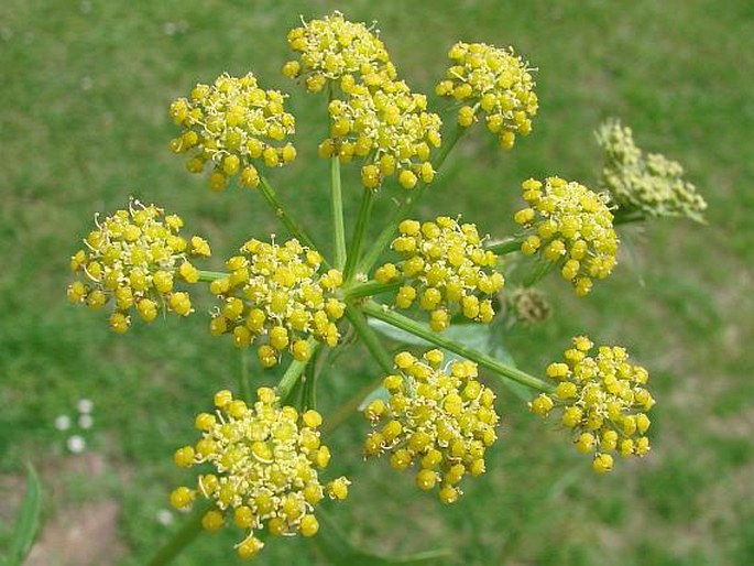 LEVISTICUM OFFICINALE  W. D. J. Koch - libeček lékařský / ligurček lekársky