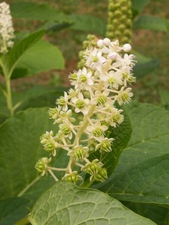 Phytolacca esculenta