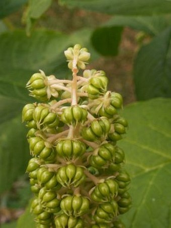 Phytolacca esculenta