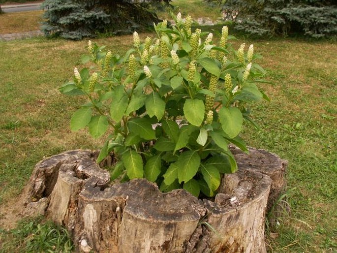 Phytolacca esculenta