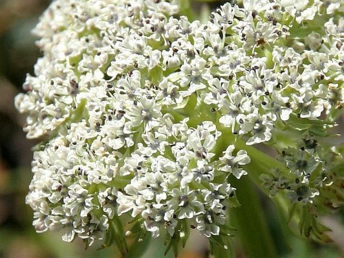 Ligusticum mutellinoides