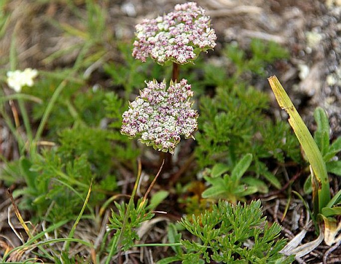 Ligusticum mutellinoides