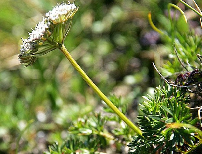 Ligusticum mutellinoides