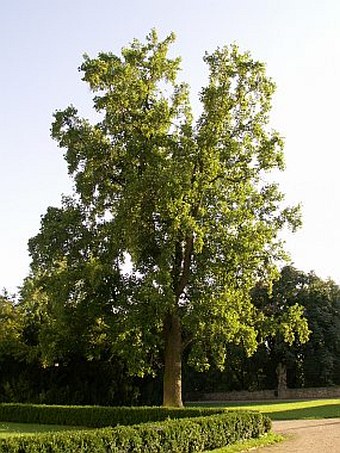 Liriodendron tulipifera