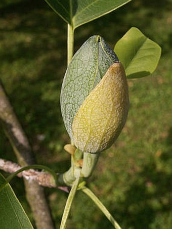 Liriodendron tulipifera