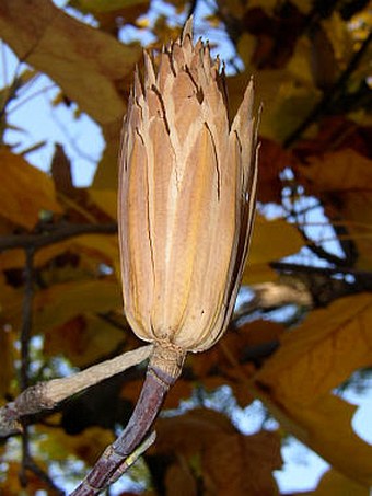 Liriodendron tulipifera