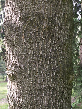 Liriodendron tulipifera