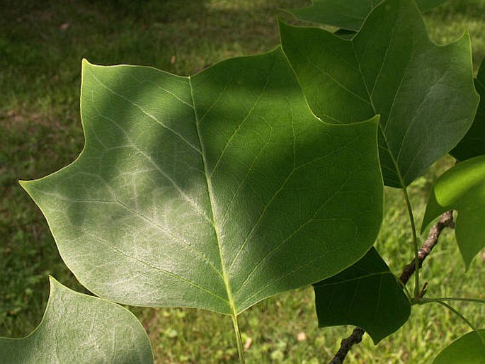 Liriodendron tulipifera