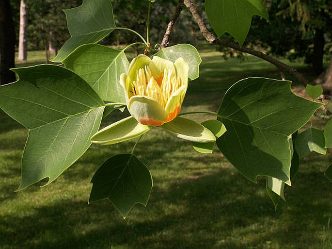 Liriodendron tulipifera