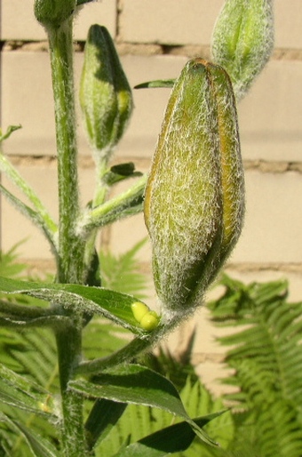 Lilium bulbiferum