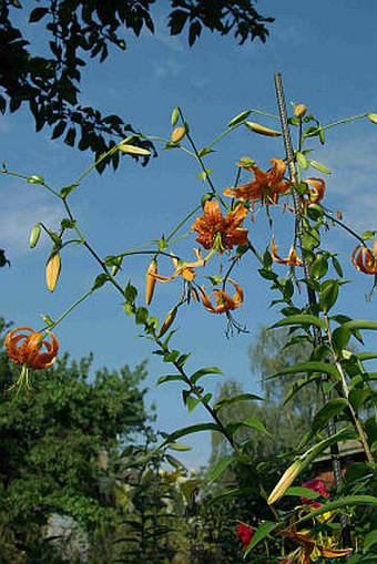 Lilium henryi