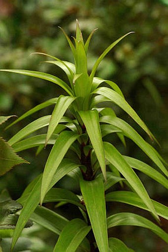 Lilium henryi