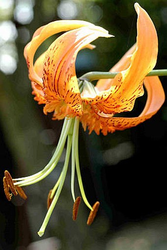 Lilium henryi