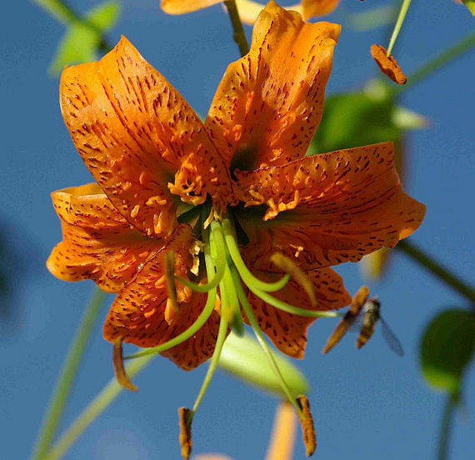 LILIUM HENRYI Baker – lilie Henryova / ľalia