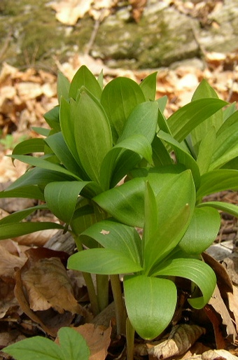 Lilium martagon