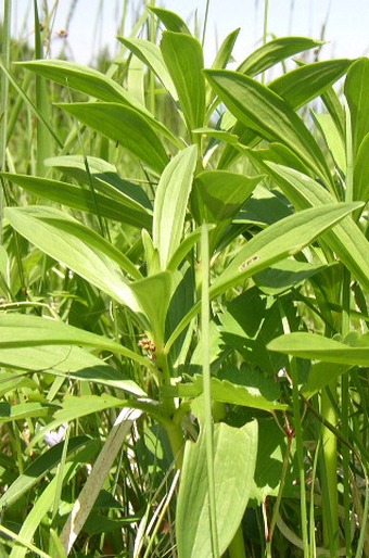 Lilium martagon