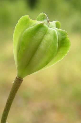 Lilium martagon